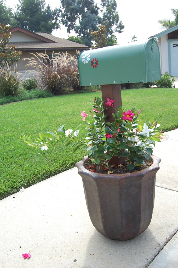 Mailbox Hopefully the vines & flowers will grow. mcsilvertooth Flickr