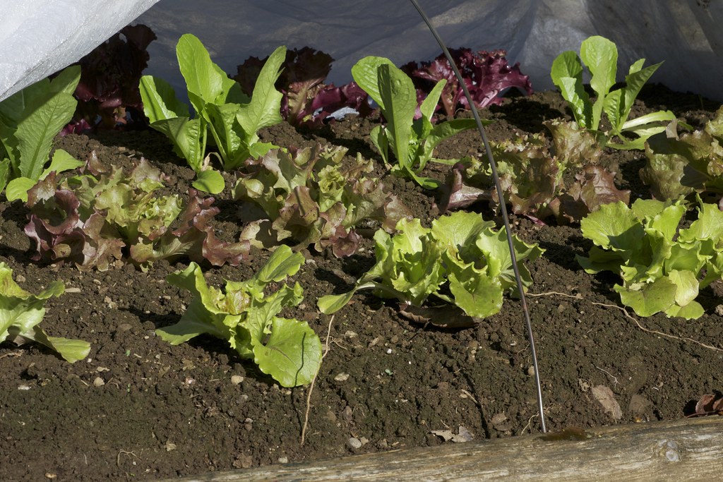 Master Frost Proof Lettuce We had a heavy frost last nig… Flickr