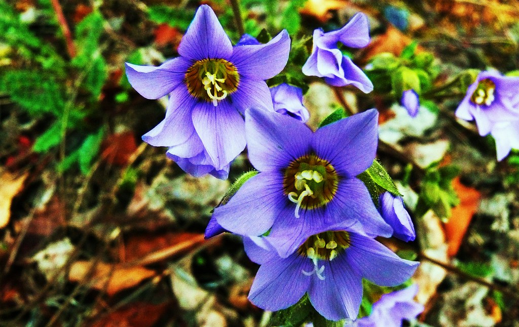 Yukon Wildflowers Nice flowers spotted while out hiking ..… Flickr