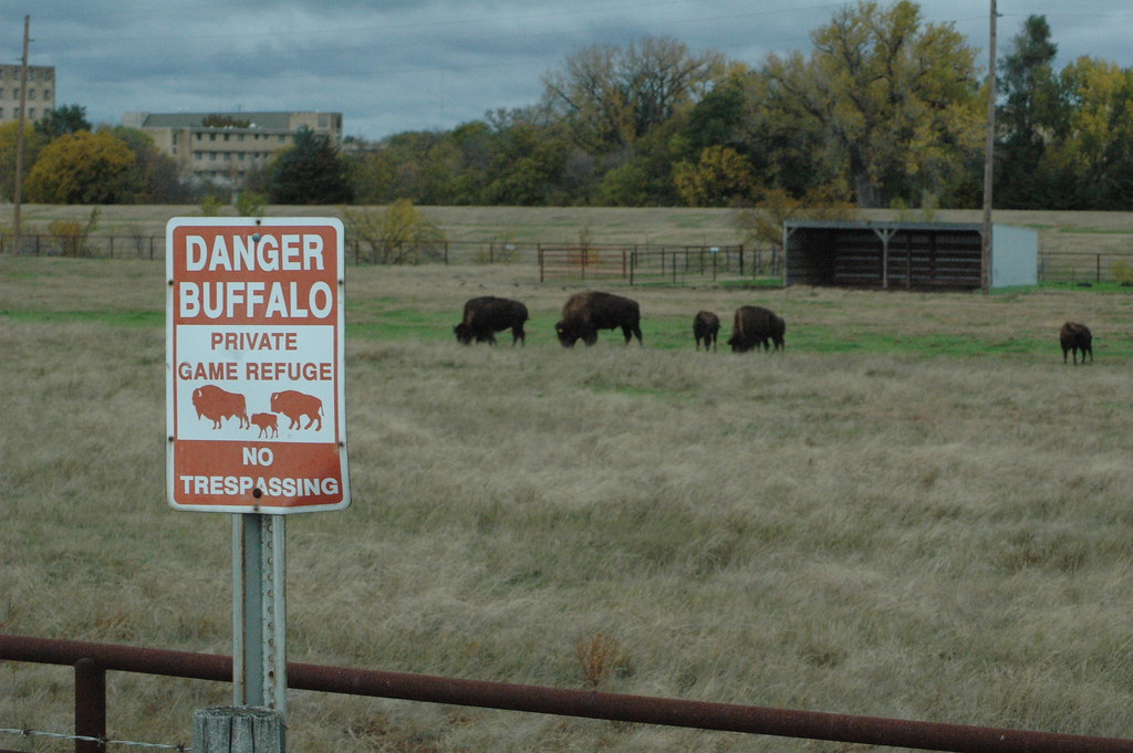 Hays Kansas town buffalo herd Hays Kansas town buffalo her… Flickr