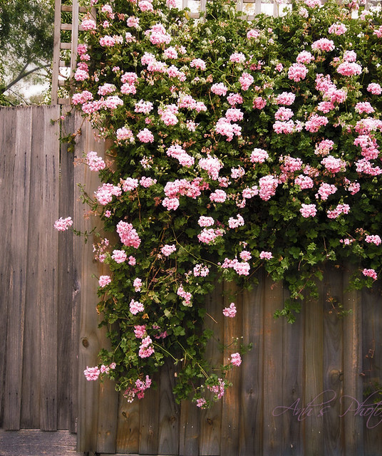 The wall of flowers This place was really near to my house… Flickr