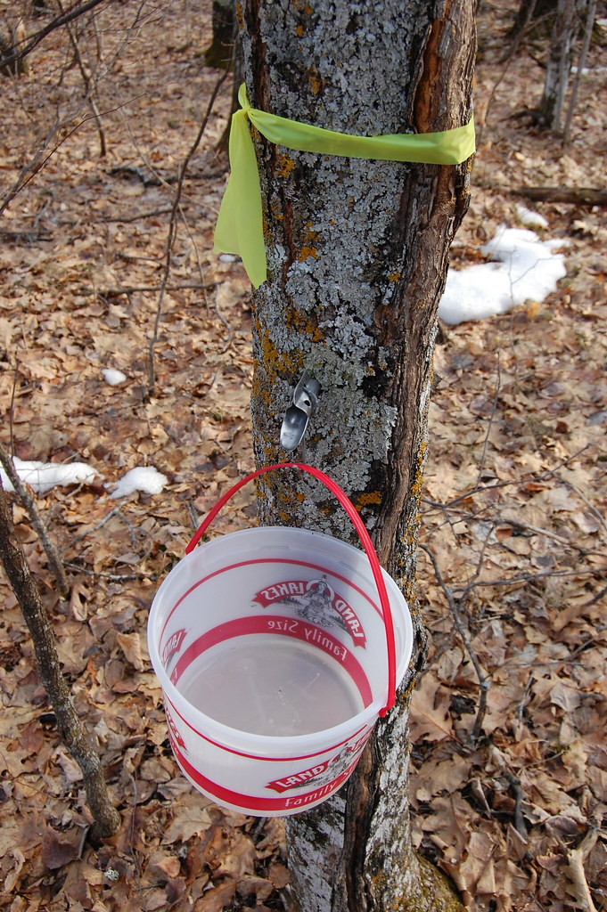 Harvesting maple syrup near Cohasset MN Eli Sagor Flickr