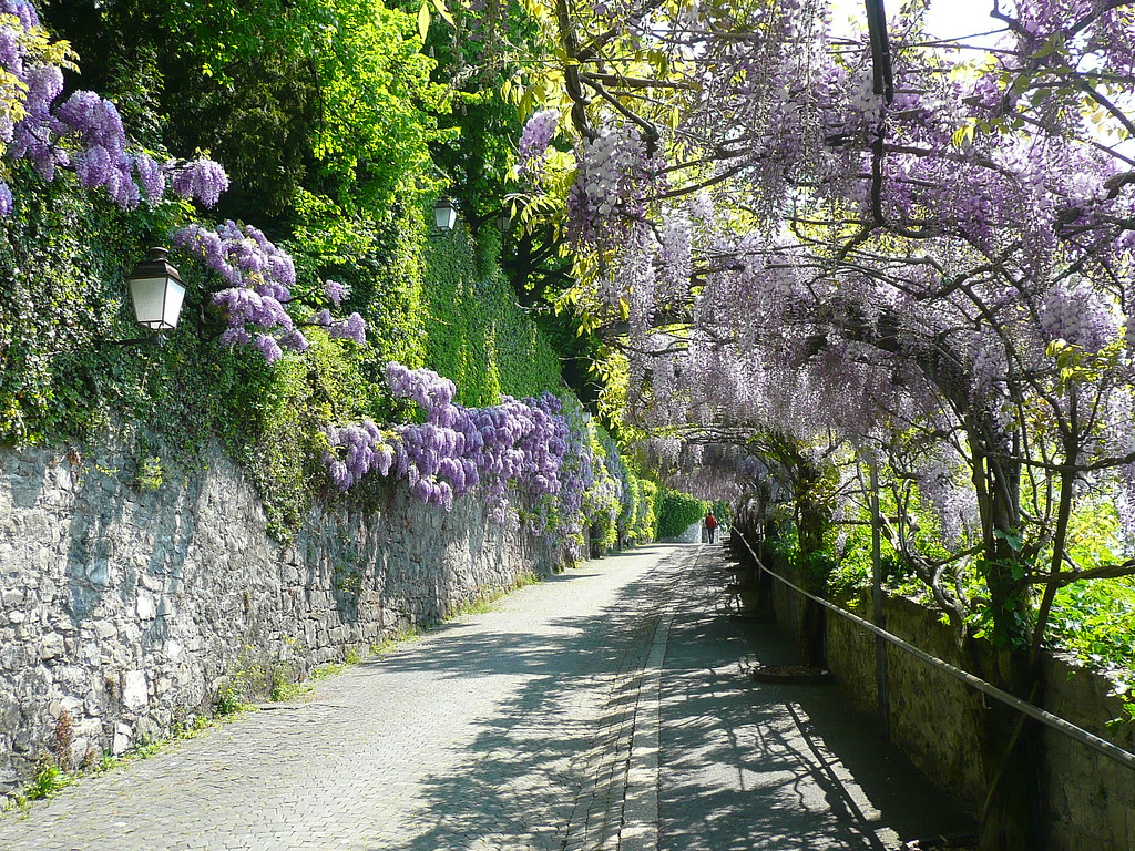 Vevey lilac path futurefeature0 Flickr