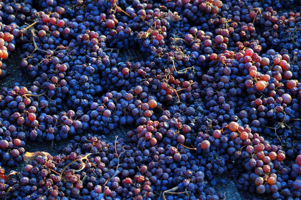 Drying Raisins The raisin harvest is taking place in Zakyn… Flickr