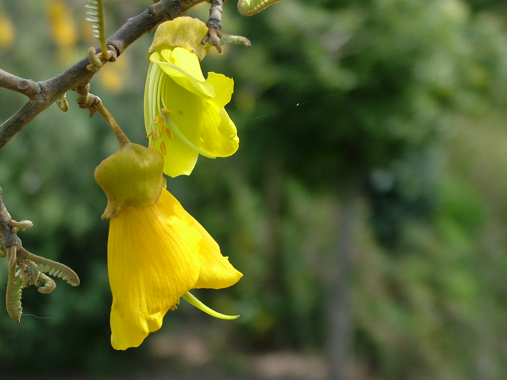 Kowhai Flowers Shirley Flickr