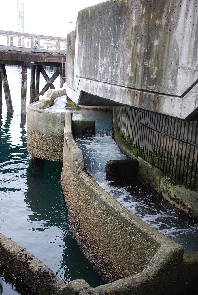Salmon ladder 1 Seattle Aquarium, Seattle, WA Adam Fagen Flickr