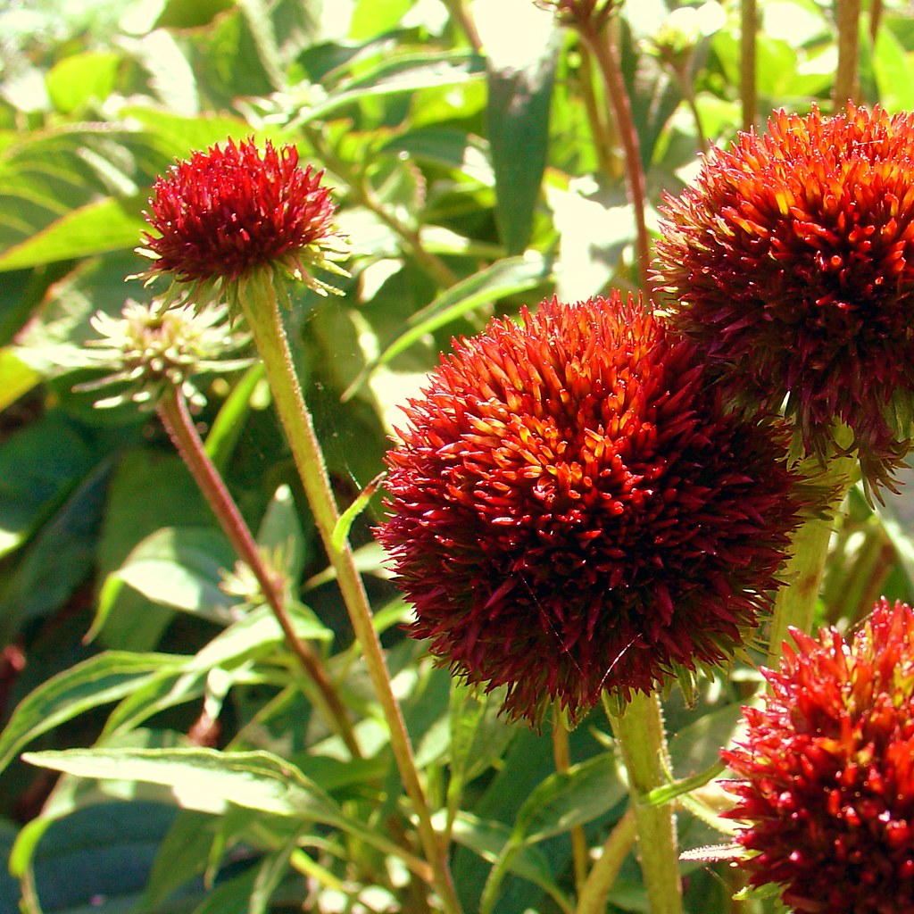 On Black Red Flowers by Joseph Russo [Large]