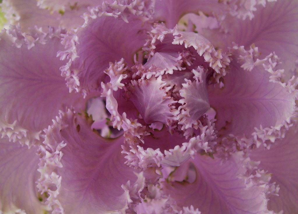 plant macro cabbage bloom cabbage bloom Salerosa Flickr