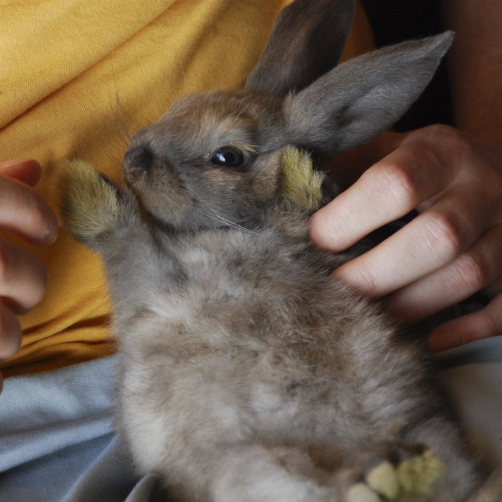 I like it here On of our new rabbits in 'trance' as some s… Flickr