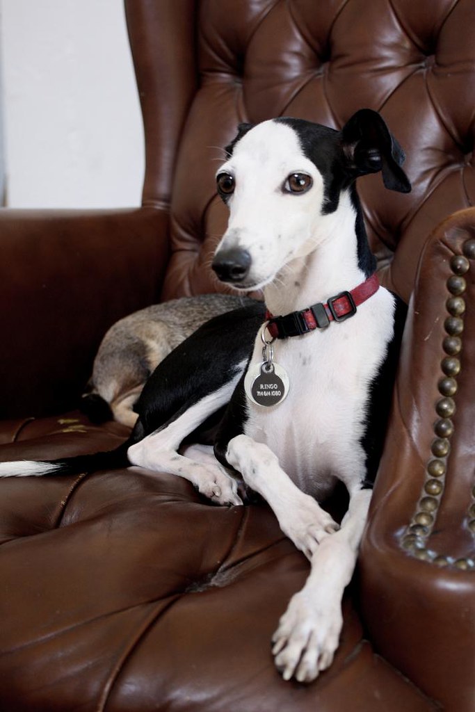 Ringo meet "ringo." he's a fragile, thin, italian greyhoun… Flickr