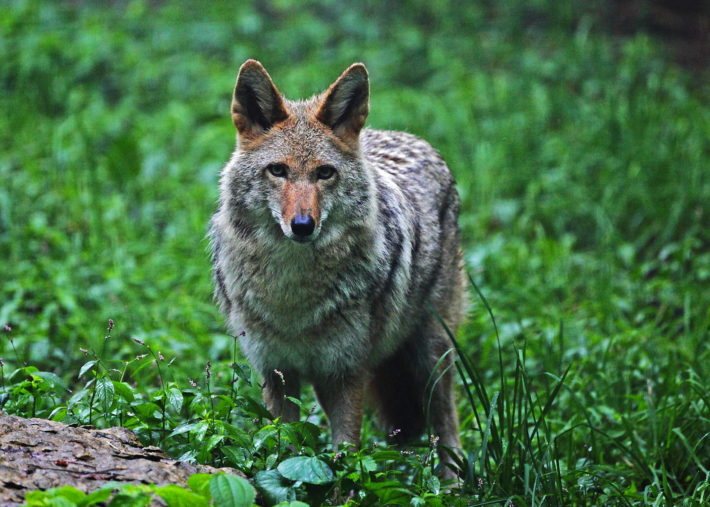 Coyote Coyote at the Wildlife Prairie State Park in Peoria… Flickr