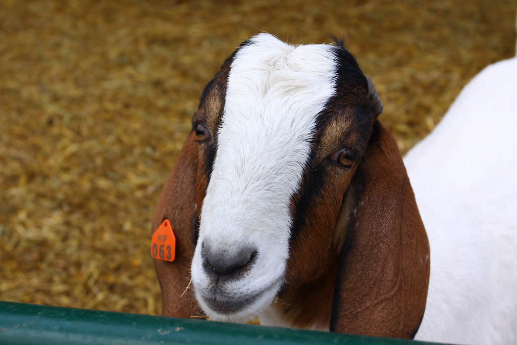 Goat Goat at Leeds Pumpkin farm in Ostrander, Ohio. hickr Flickr