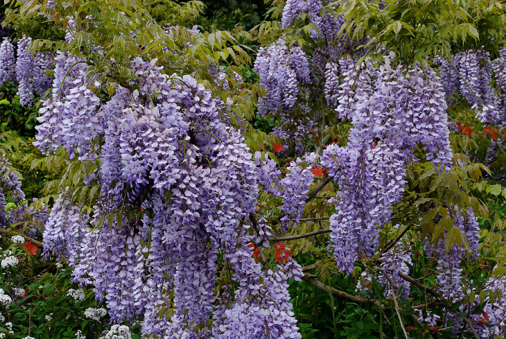 Wisteria 'Caroline' 0810064169 Botanic Gardens, Sydney. Flickr