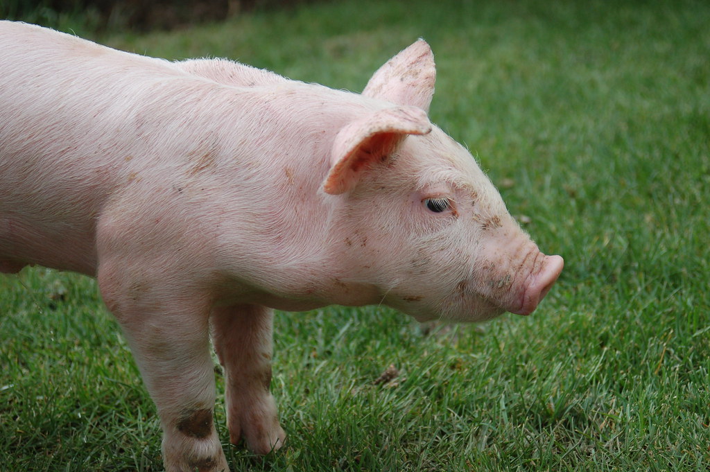 Rescate abierto de seis cerdos | Open rescue of six piglet… | Flickr