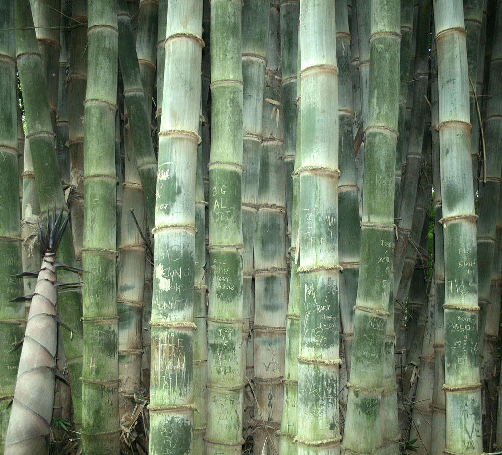 Giant Bamboo Giant Bamboo is the fastest growing woody pla… Flickr