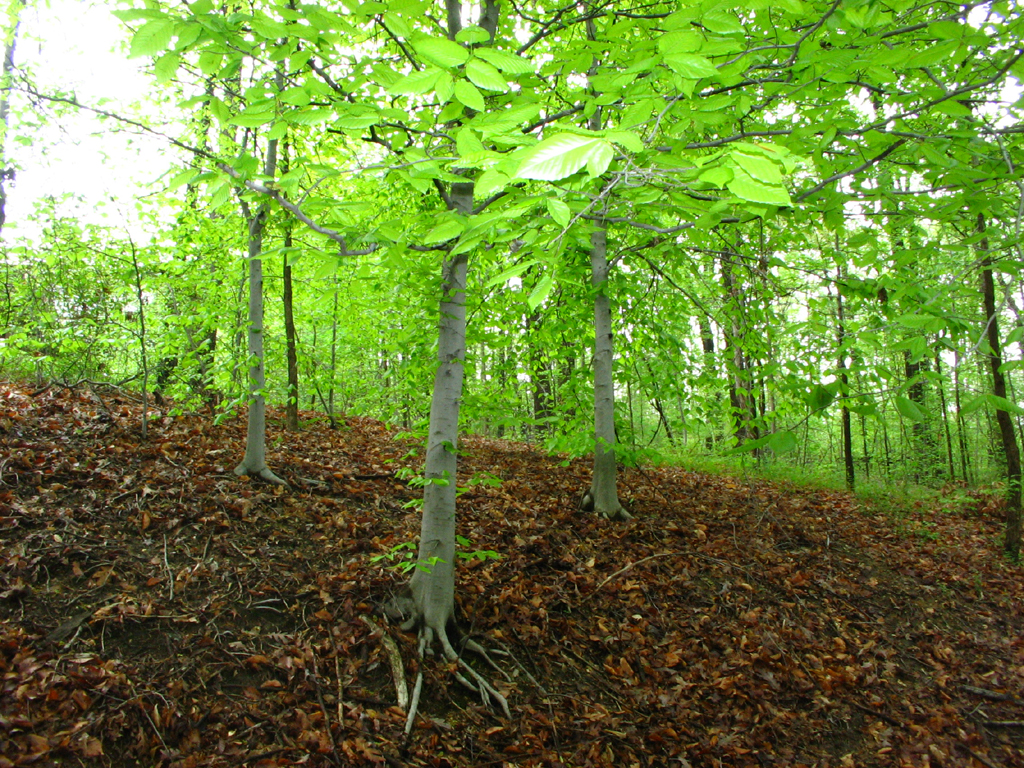 Lower Beaverdam Creek Friends of Lower Beaverdam Creek Flickr