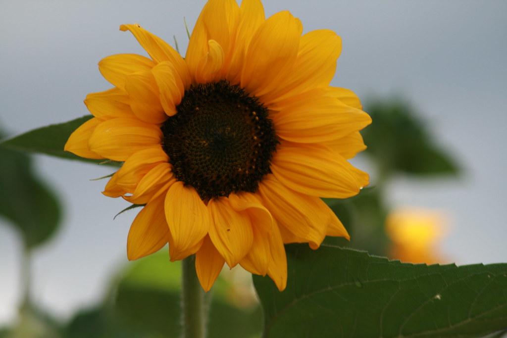 Sunflower Summer..... come back soon!! Jen Flickr