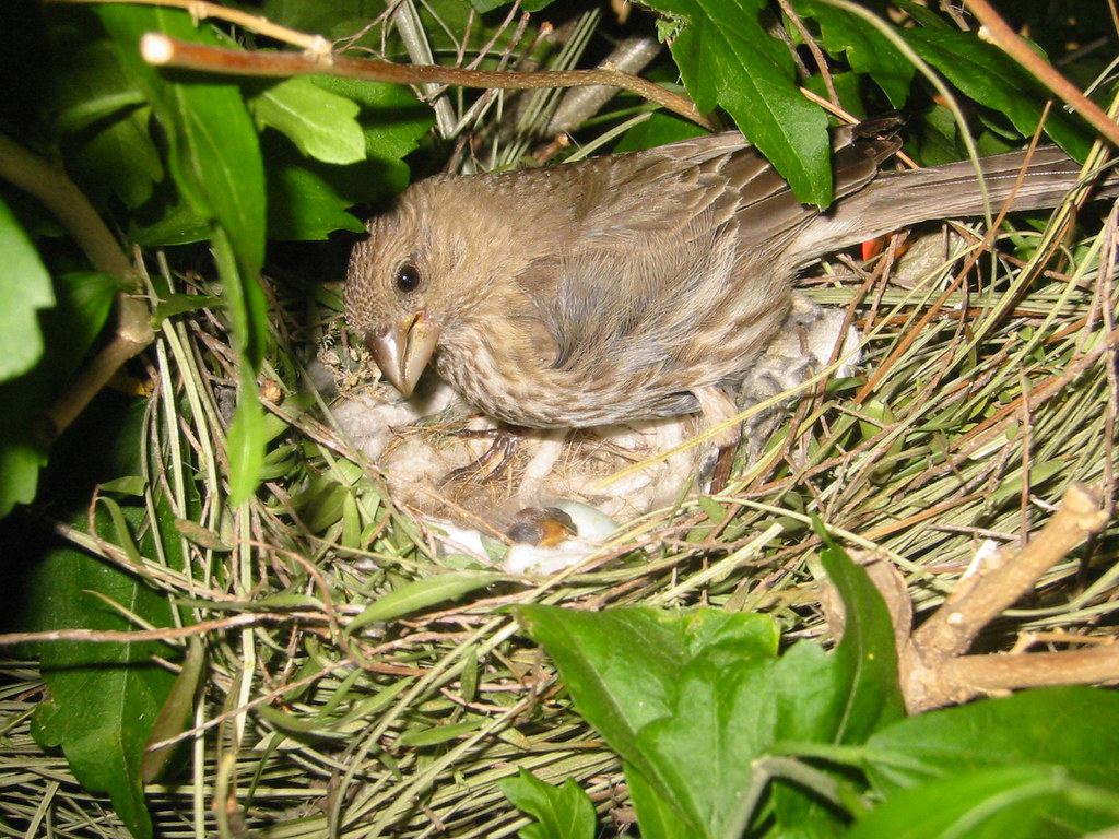 Female House Finch and a BrownHeaded Cowbird hatchling Flickr
