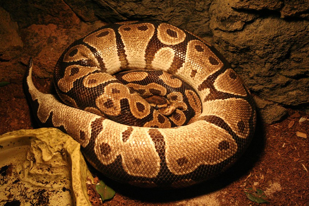 Royal Python (Python regius) a photo on Flickriver