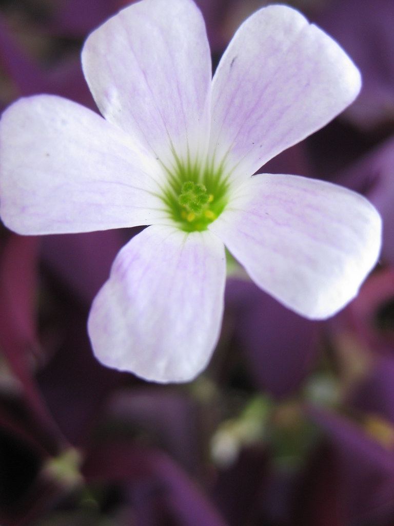 Oxalis 'Charmed Wine' Green Acres Nursery and Supply Roseville and