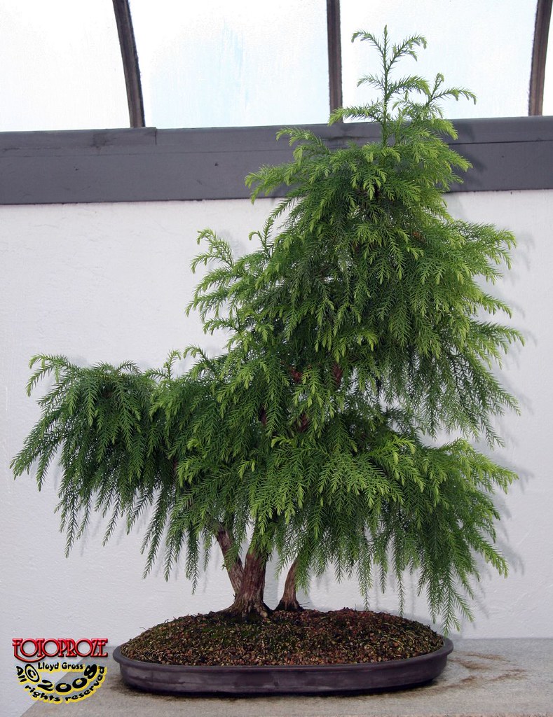 Chinese cedar Cryptomeria japonica var sinensis Taxodi… Flickr