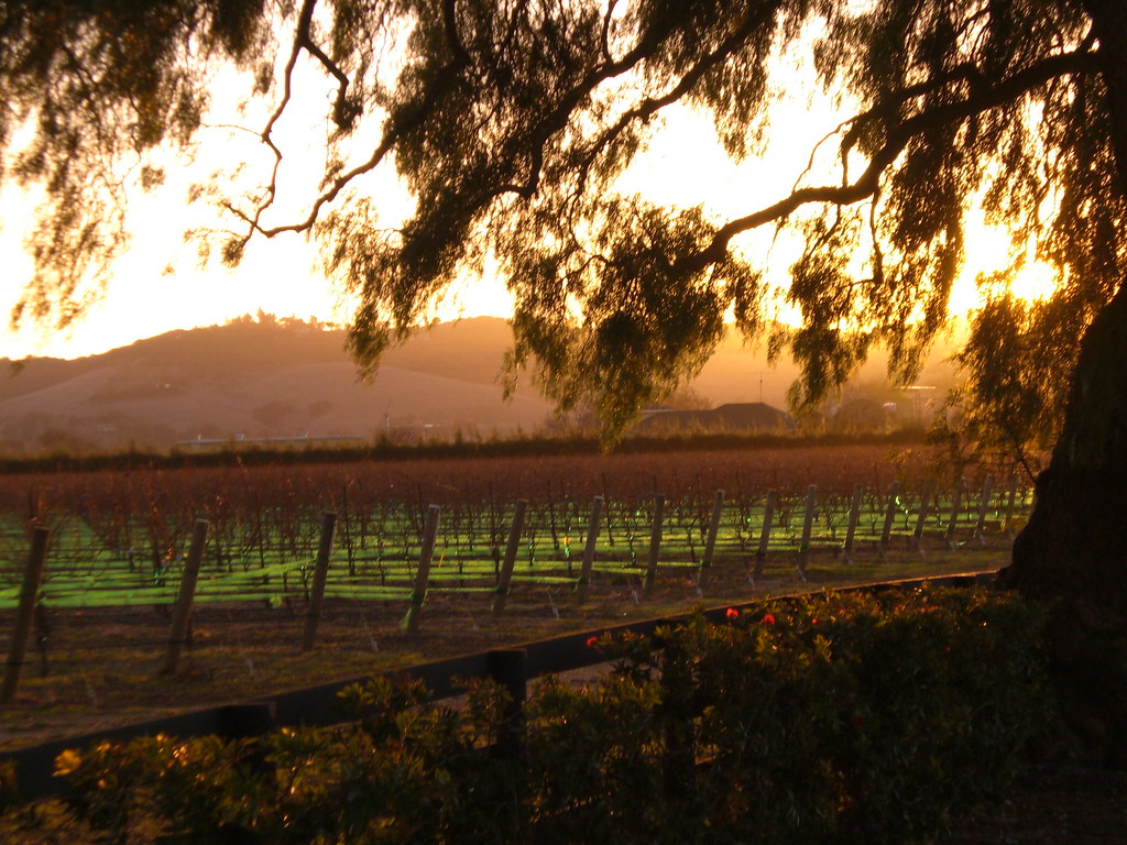Edna Valley Vineyards Flickr