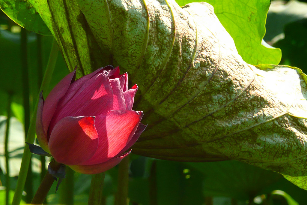 Lotus Red lotus blossom at the Baomo Garden in Panyu near … Flickr