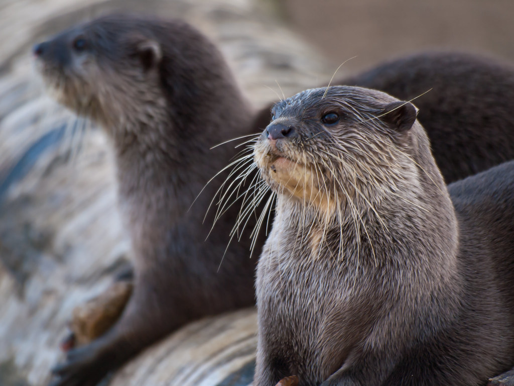 Otters Otters at Whipsnade Zoo notice that one of the ot… Flickr