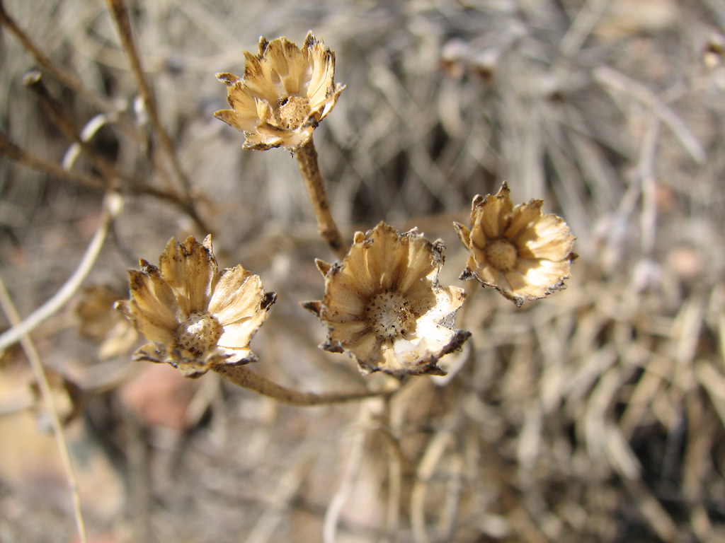 Dead flowers Playing with the super closeup on my cam. By… Flickr