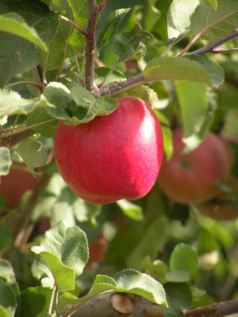 Washington's Jewel In the Yakima Valley Granger Washingt