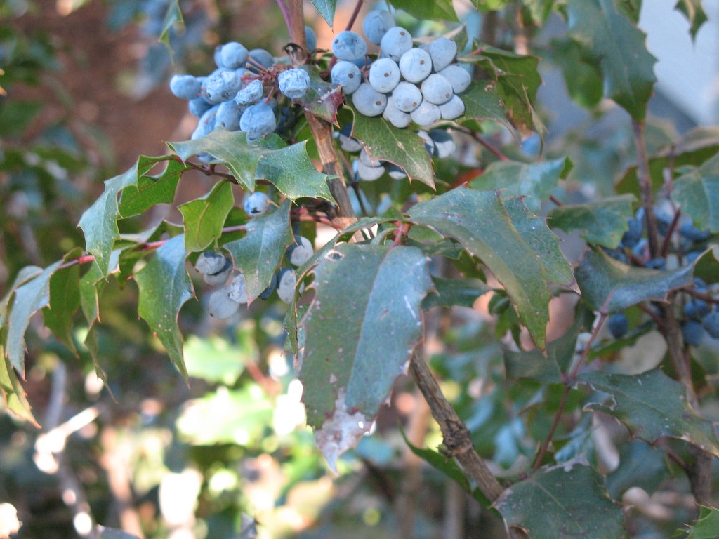 Holly and blue berries? Jane Hettich Flickr