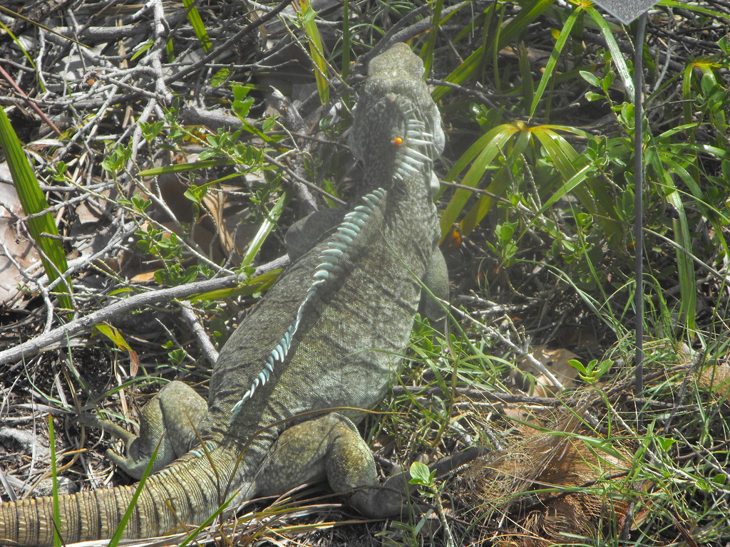 IGUANA ISLAND (LITTLE WATER CAY) Close up of an iguana