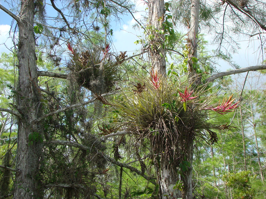 007 Florida Tamiami Trail Air Plants Epiphytes in Flor… Flickr