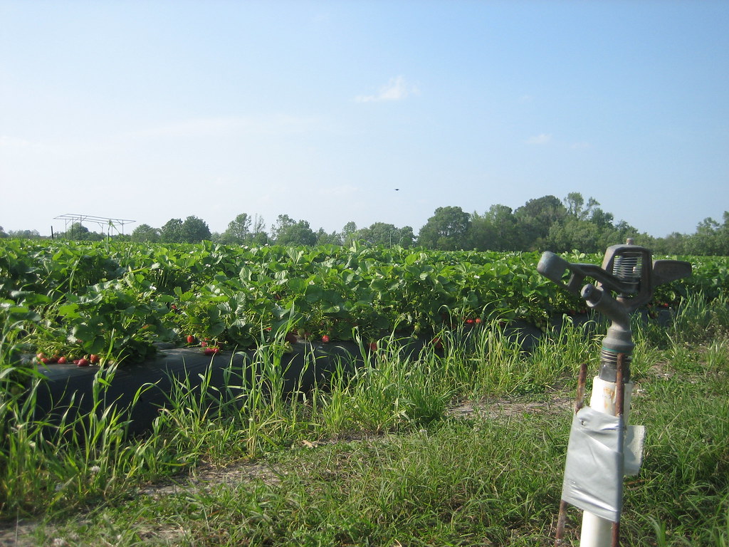 Local Greenville Strawberry Farm Pick Fresh Strawberries Flickr