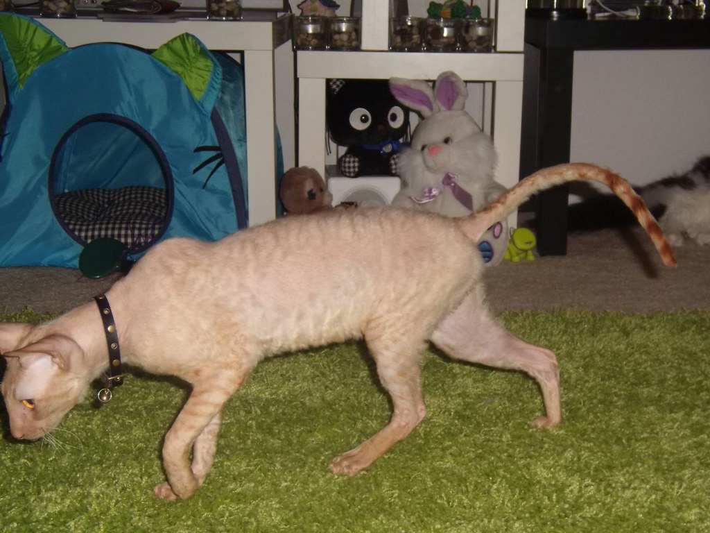 Abraham Cornish Rex Friends is looking for a foster home f… Flickr