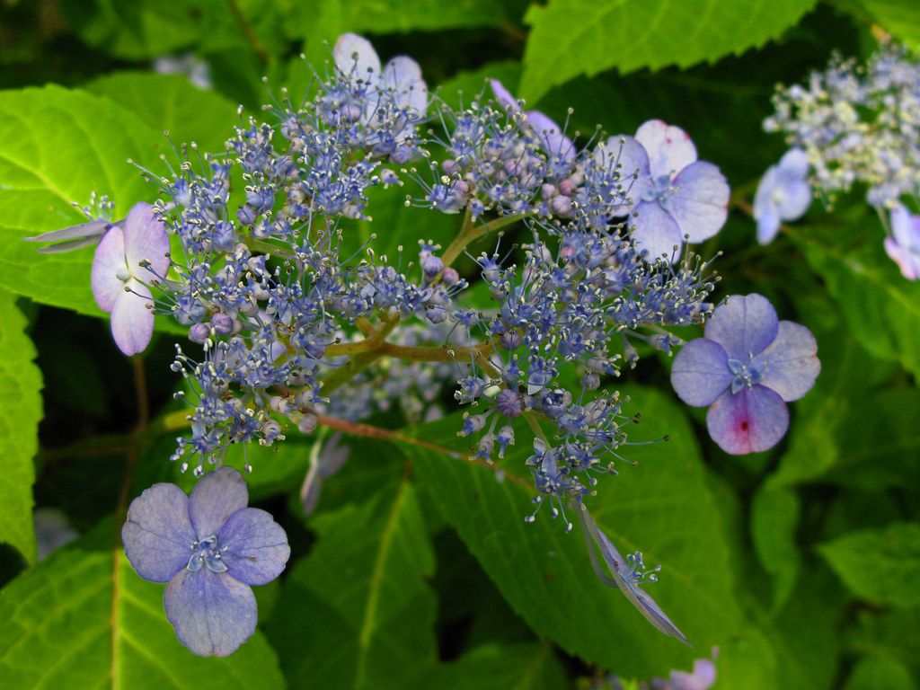 Stonehedge Garden Series 7 Stonehedge Garden, Tamaqua PA Flickr