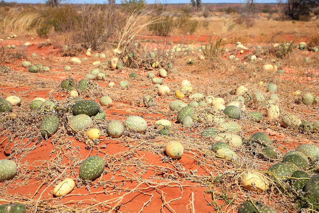 Afghan Melons Afghan melons (Citrullus lanatus) growing in… Flickr