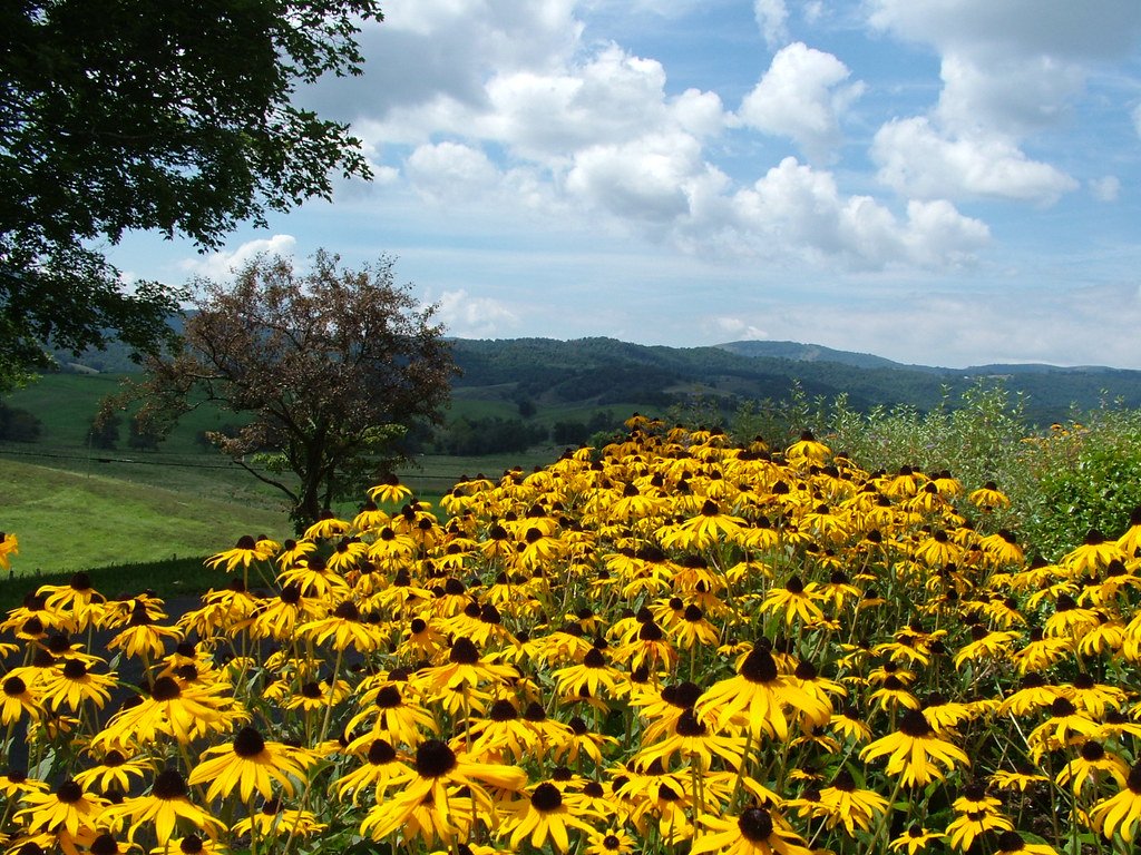 Virginia sunflowers Elk Creek, Virginia mounddog Flickr