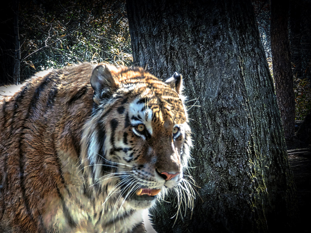 Tiger Taken at the Bronx Zoo In New York City. The tiger w… Flickr