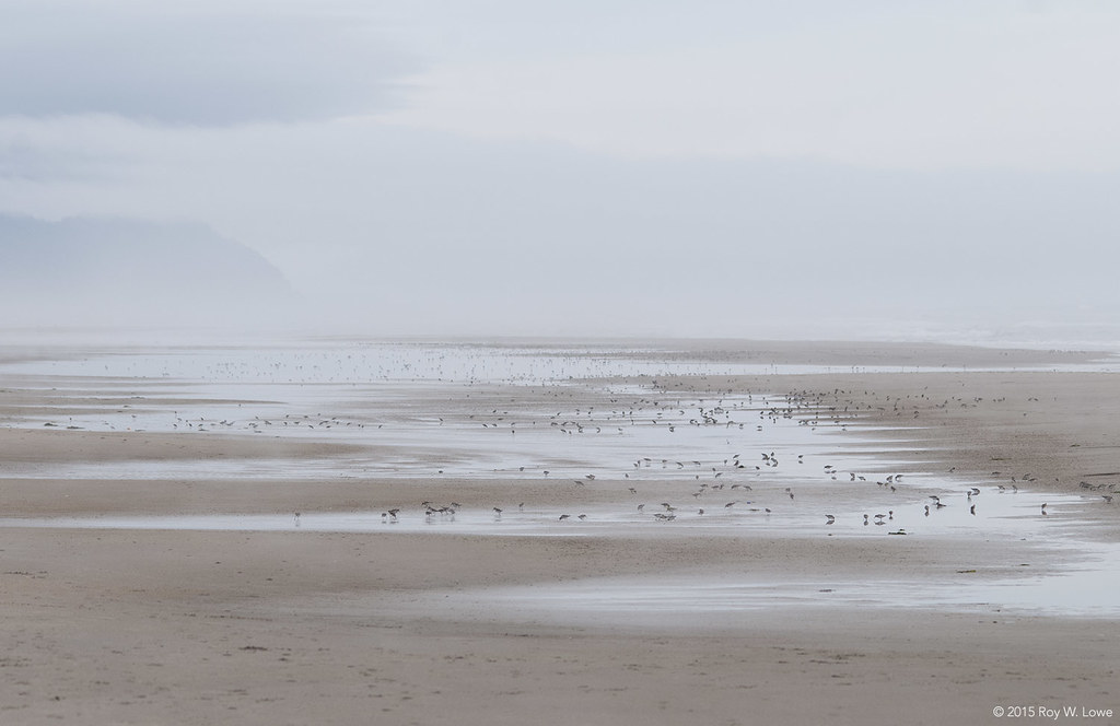 Western Sandpipers near Waldport, Oregon 8.10.15 Flickr