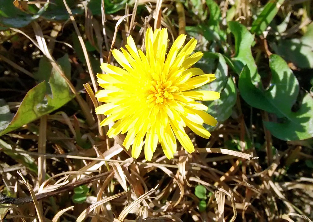 December Dandelion. My wife and I used to live in Wisconsi… Flickr
