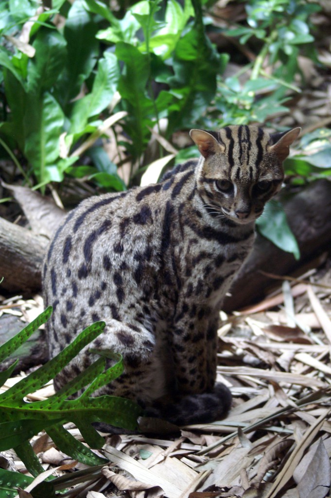 Leopard Cat Singapore Zoo Damon Billian Flickr