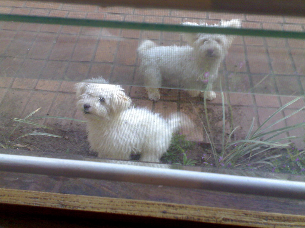 19052007 dogs at home nyambadwe, Blantyre RalphK26 Flickr