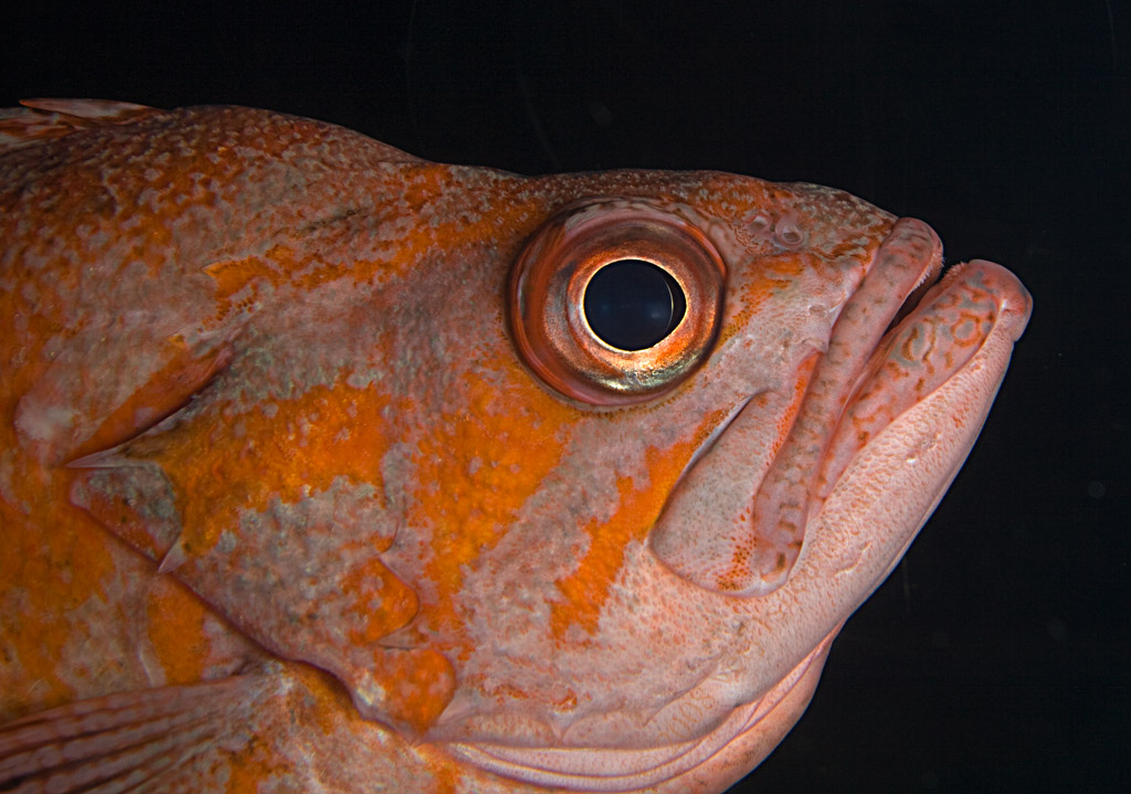 Canary Rockfish A Canary Rockfish at the Monterey Bay Aqua… Flickr