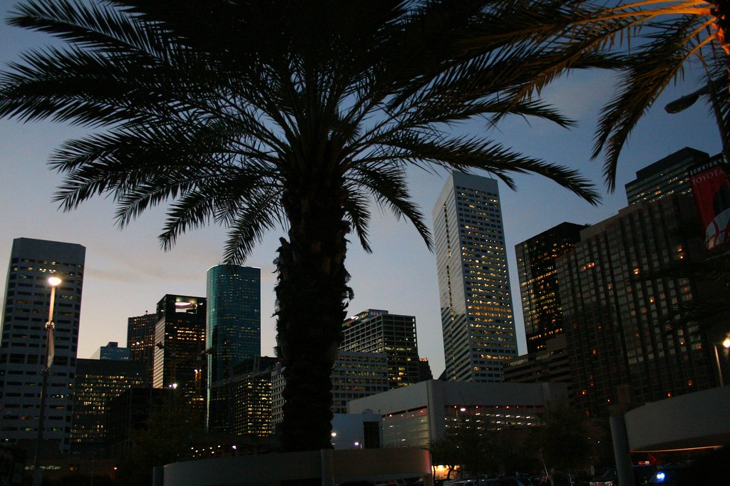 Downtown Houston Under a Palm Umbrella The palm tree looks… Flickr