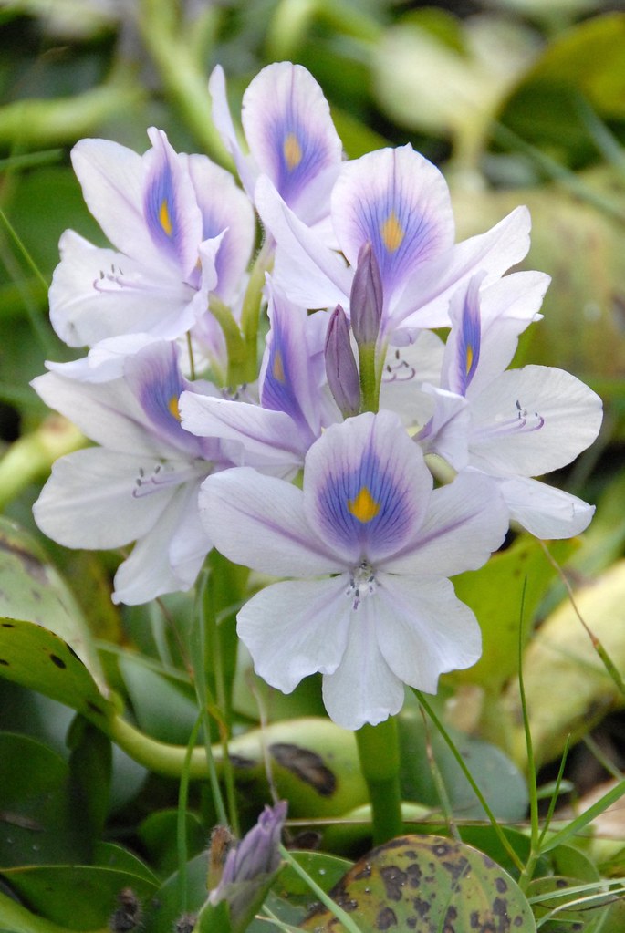 MarshFlowers Wildflowers in Malaysia Water Hyacinth. Sc. N… Flickr