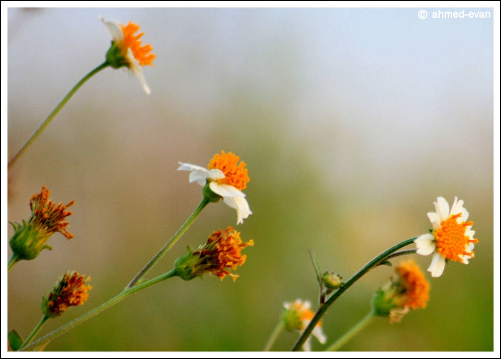 Fake Chinese Rubber Plant … Flickr