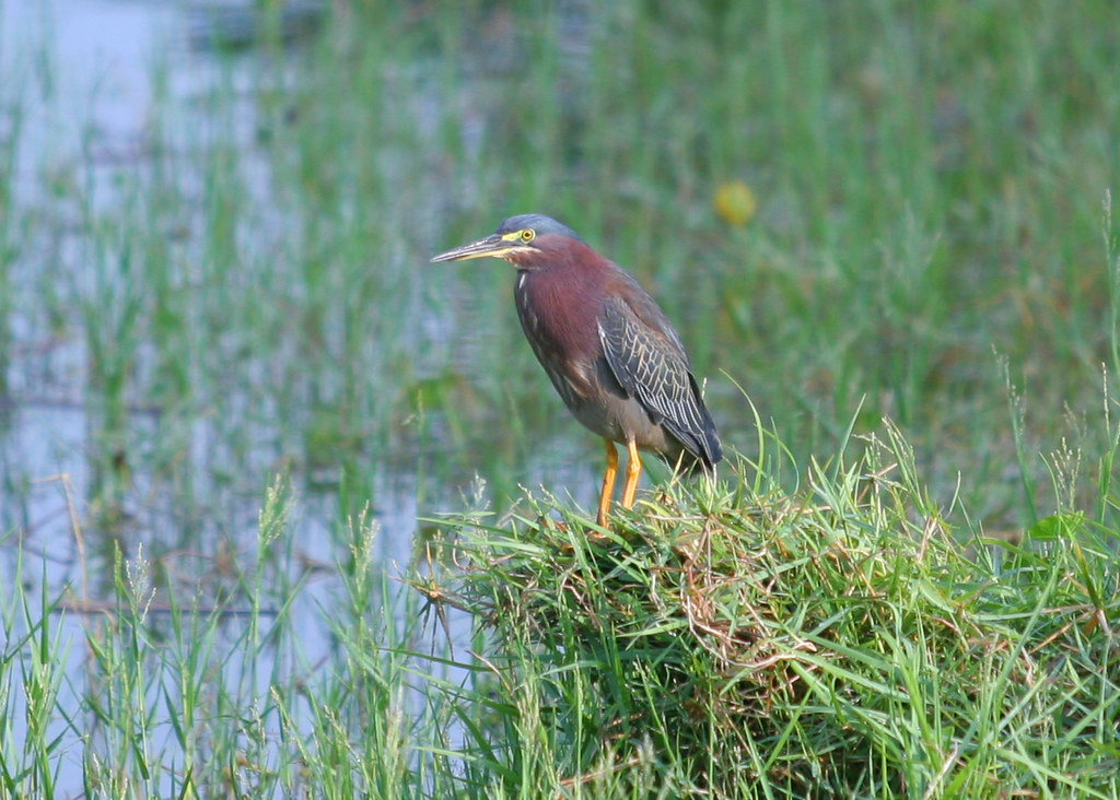 Bird Island Bird Island is tucked away behind the library … Flickr