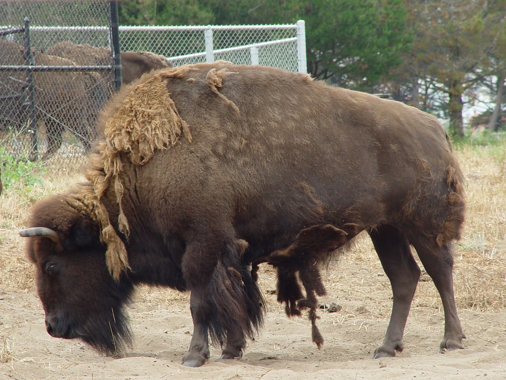 American Bison, known as Buffalo (Bison bison) at the Gold… Flickr