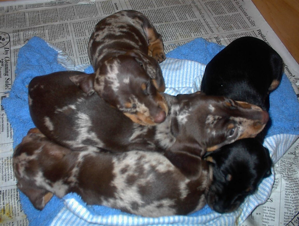 Daschund puppies Daschund puppies Kyle Nishioka Flickr